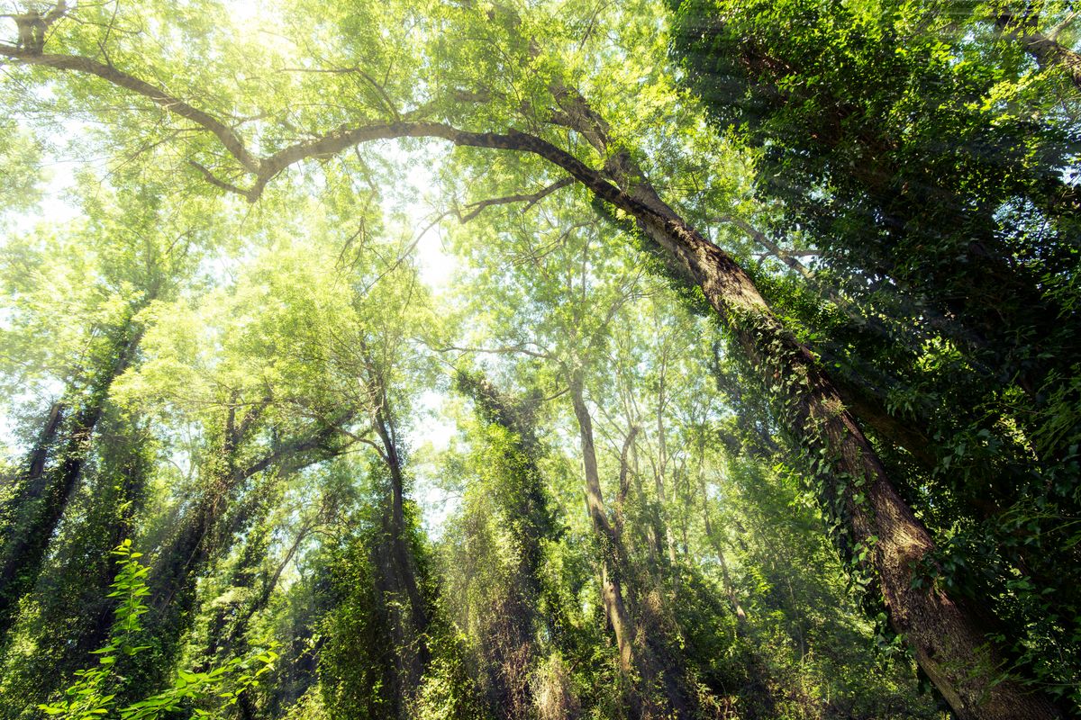 Мбужи-Майи image