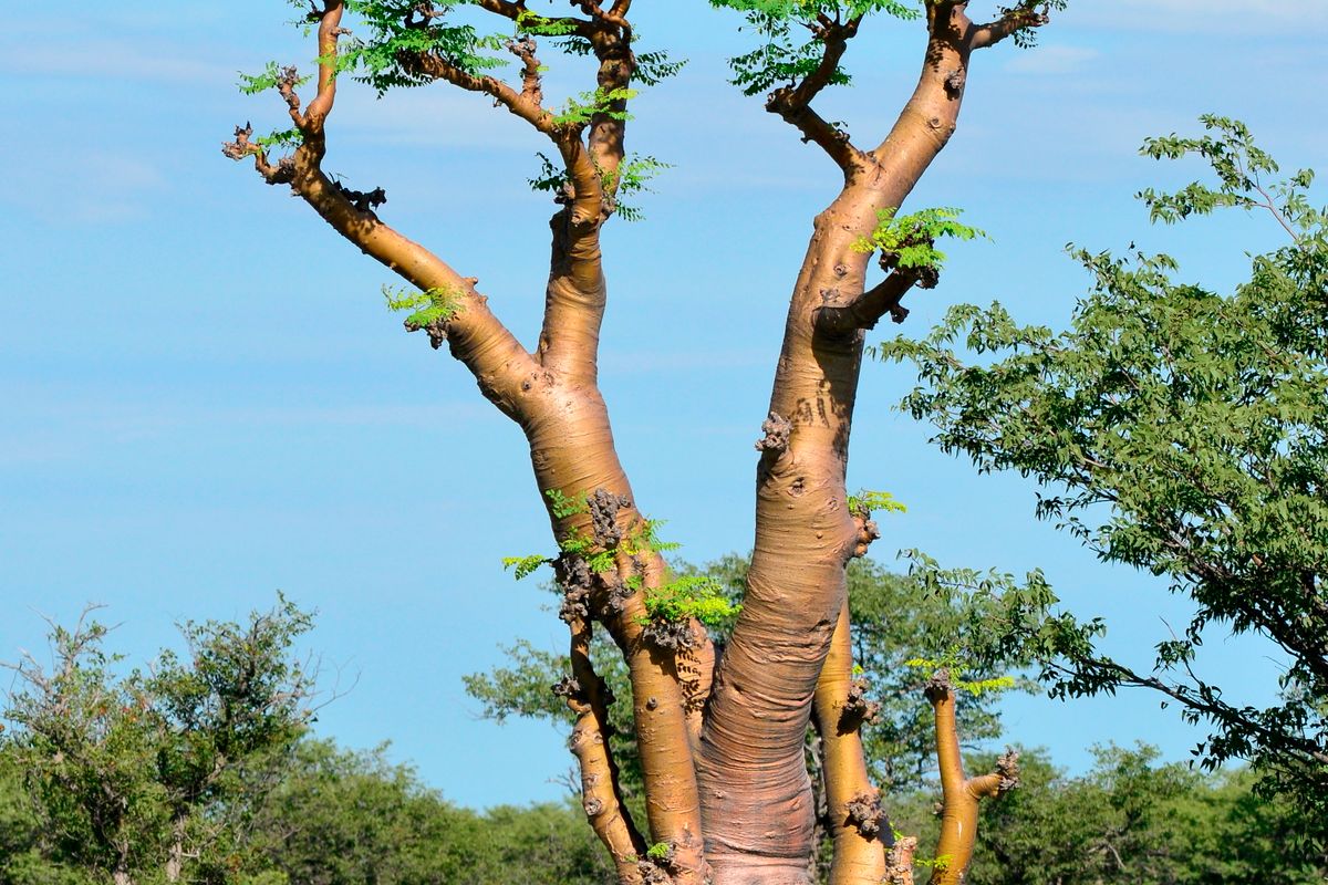 Warri Off-Line Pt image