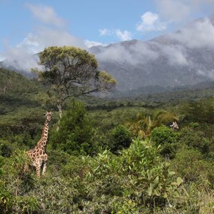 Arusha image