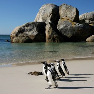 Cape Town image