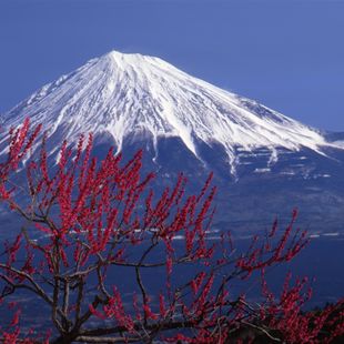 Shizuoka image
