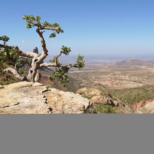 Jimma image