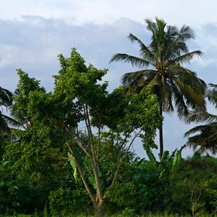 Bissau image