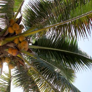 Пуерто-Барріос image