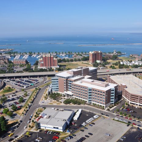 Buffalo image