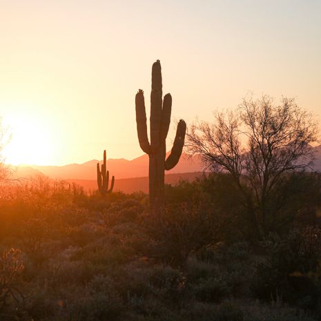 Phoenix image