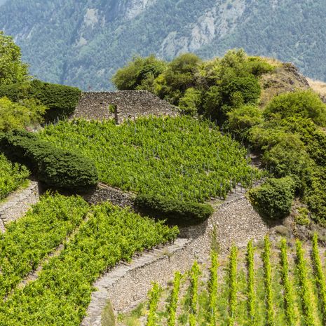 Shiraz image
